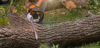 Best Tree Removal  in Hoover, AL