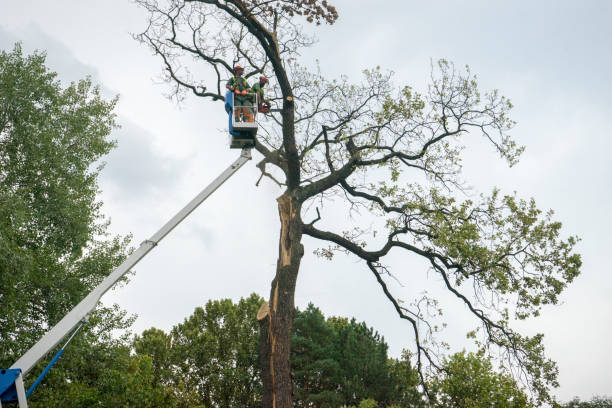 Best Weed Control  in Hoover, AL