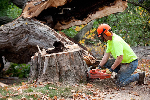 Best Storm Damage Tree Cleanup  in Hoover, AL