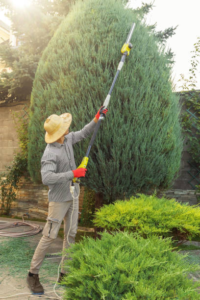 Best Tree Trimming and Pruning  in Hoover, AL