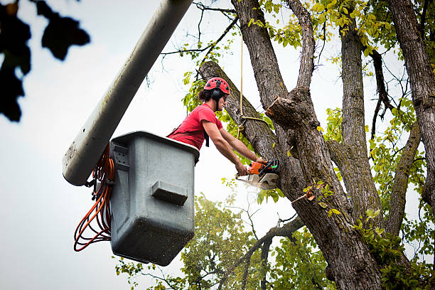 Best Commercial Tree Services  in Hoover, AL