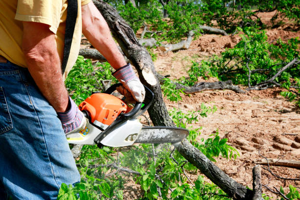 Best Root Management and Removal  in Hoover, AL